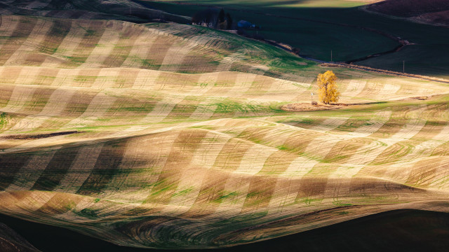 Lone tree hilly landart cubist free wallpaper for desktop - medium preview image