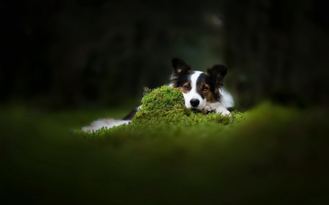 Dog laying green field trees free wallpaper for desktop - medium preview image
