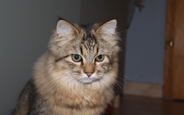 Cat green eyes table looking free wallpaper for desktop - medium preview image