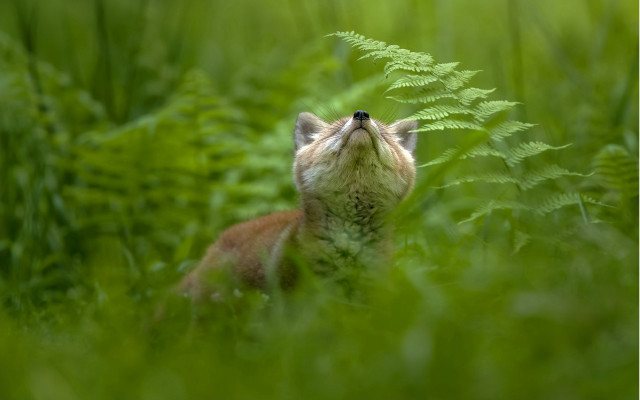 Small animal in grass looking free wallpaper for desktop - medium preview image