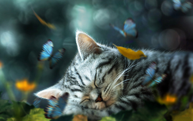 Cat sleeping green plant butterflies free wallpaper for desktop - medium preview image