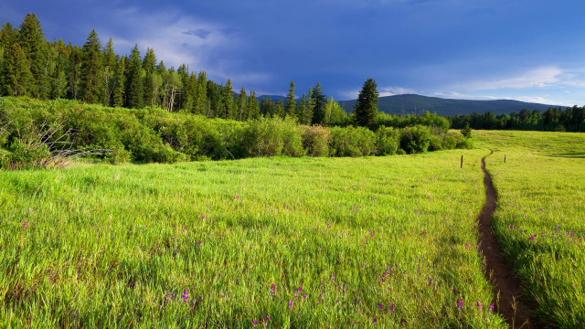 Grassy field trail forest sky free wallpaper for desktop - medium preview image