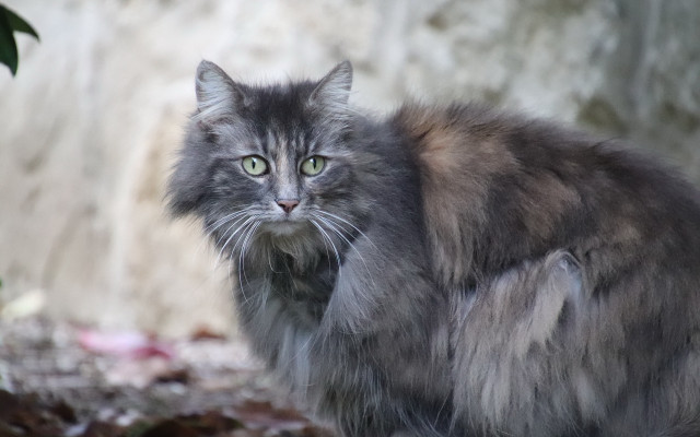 Cat green eyes rock wall #2 free wallpaper for desktop - medium preview image