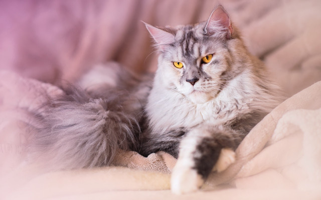 Regal cat blurry yellow eyes free wallpaper for desktop - medium preview image