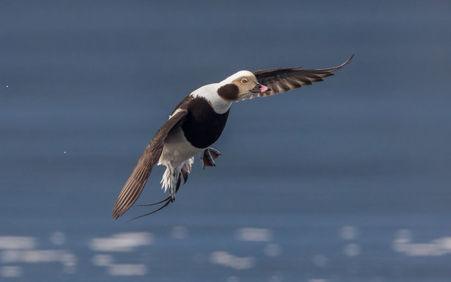 Bird flying over water spread free wallpaper for desktop - medium preview image