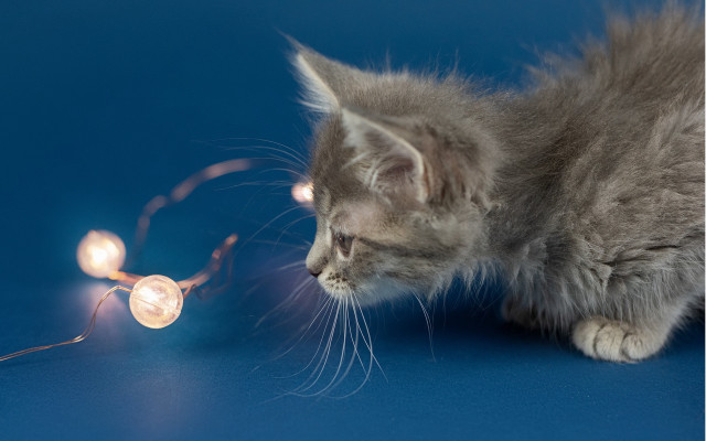 Kitten lights blue surface moon free wallpaper for desktop - medium preview image