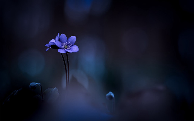 Blue flower dark blurry background free wallpaper for desktop - medium preview image