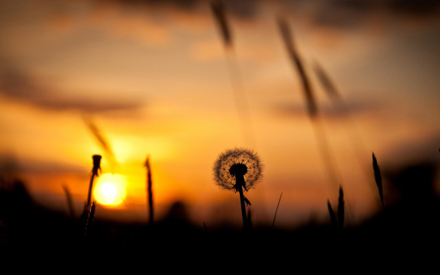 Dandelion sunset clouds macro blurry free wallpaper for desktop - medium preview image