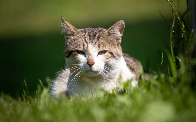 Sad cat grass dandelion blurry free wallpaper for desktop - medium preview image