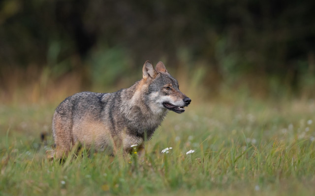 Wolf smiling field nature blurry free wallpaper for desktop - medium preview image