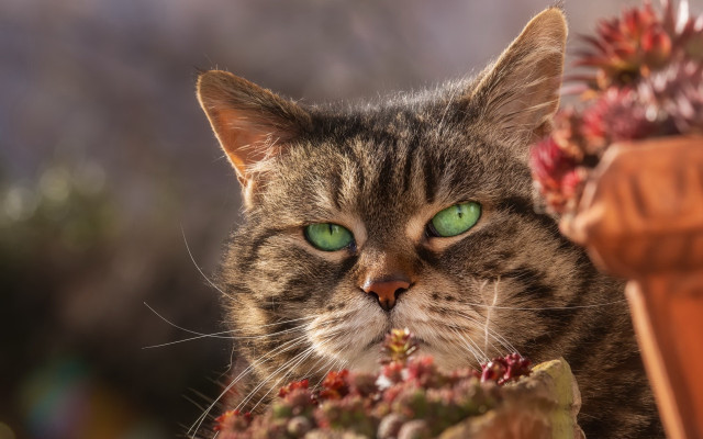 Cat green eyes potted plant free wallpaper for desktop - medium preview image