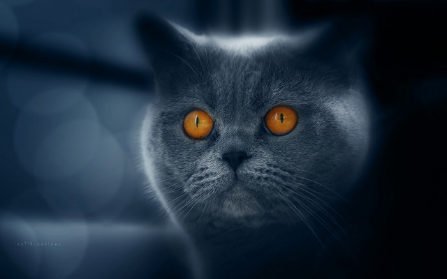 Orange cat eyes 3d render free wallpaper for desktop - medium preview image