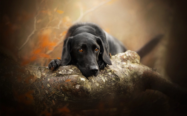 Black dog laying tree branch free wallpaper for desktop - medium preview image