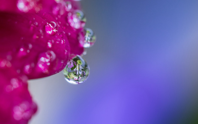 Flower water droplets macro blurry #11 free wallpaper for desktop - medium preview image