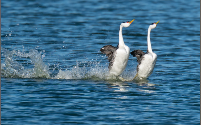 Birds swimming water white brown free wallpaper for desktop - medium preview image
