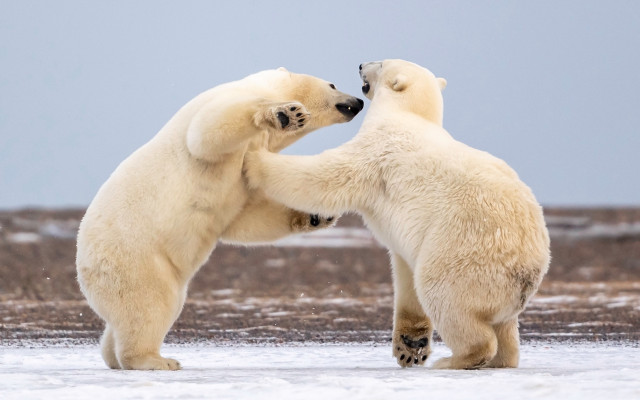 Polar bears playing snow outdoors free wallpaper for desktop - medium preview image