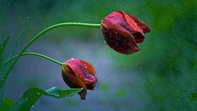 Red flowers water droplets rain #2 free wallpaper for desktop - medium preview image