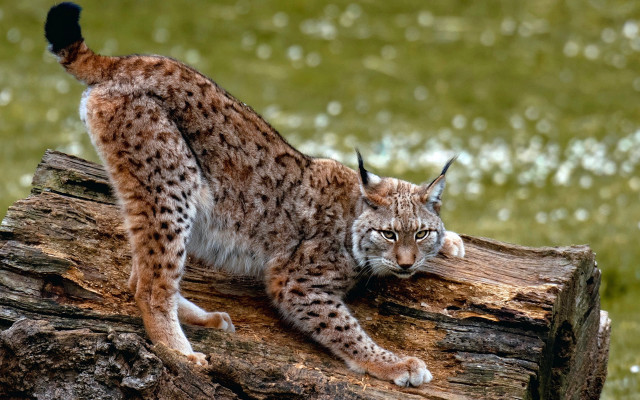 Lynx sitting log grass serious free wallpaper for desktop - medium preview image