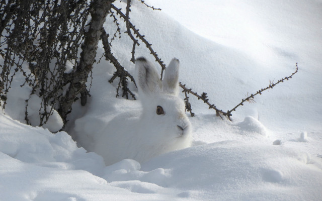 White rabbit snow tree branch free wallpaper for desktop - medium preview image