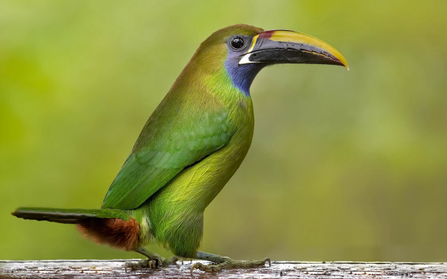 Green bird yellow beak wooden free wallpaper for desktop - medium preview image
