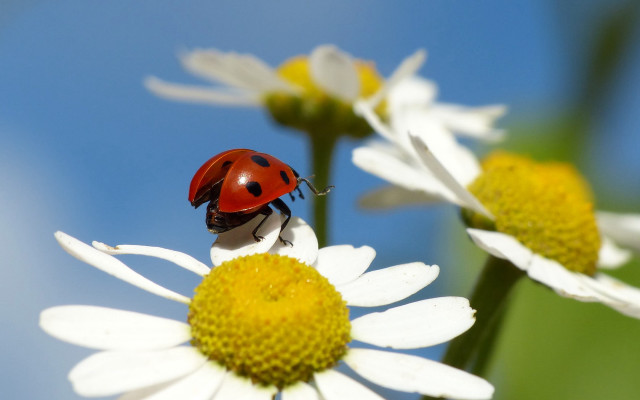 Ladybug whiteflower yellowcenter macro bokeh free wallpaper for desktop - medium preview image