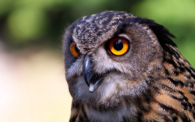 Bird yellow eye blurry background free wallpaper for desktop - medium preview image