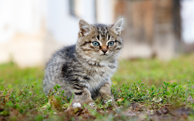 Small kitten blue eyes grass free wallpaper for desktop - medium preview image
