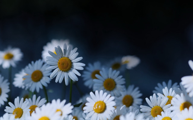 White yellow flower bouquet blurry free wallpaper for desktop - medium preview image