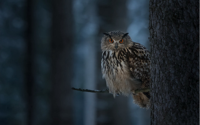 Owl perched tree woods night free wallpaper for desktop - medium preview image