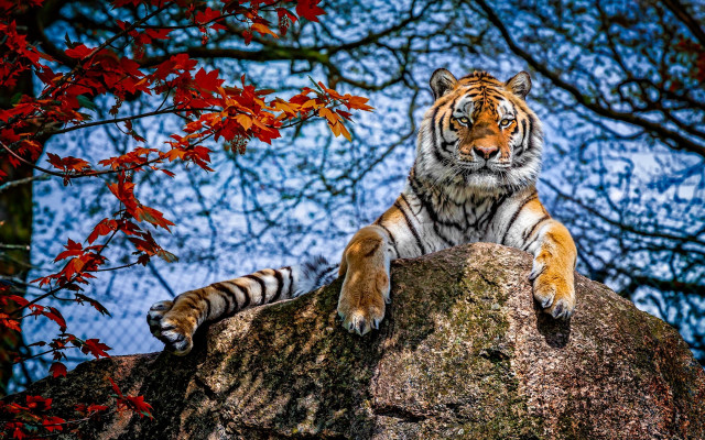 Tiger rock autumn leaves nature free wallpaper for desktop - medium preview image