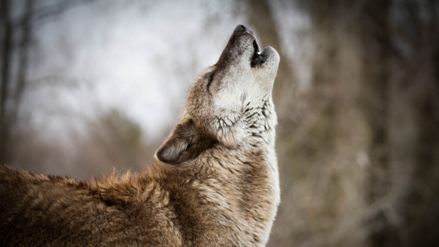 Wolf looking up sky trees free wallpaper for desktop - medium preview image