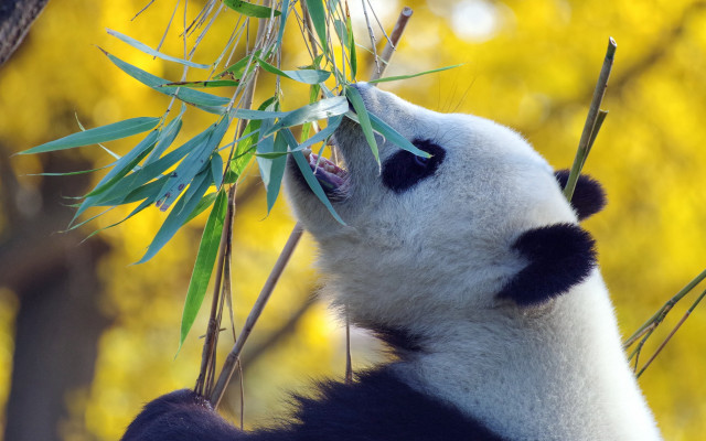 Panda eating bamboo yellow leaves free wallpaper for desktop - medium preview image