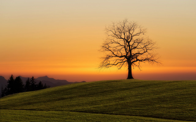 Lone tree grassy hill sunset #4 free wallpaper for desktop - medium preview image