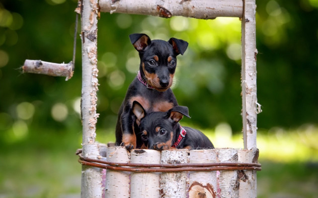 Small dogs metal tub outdoor free wallpaper for desktop - medium preview image