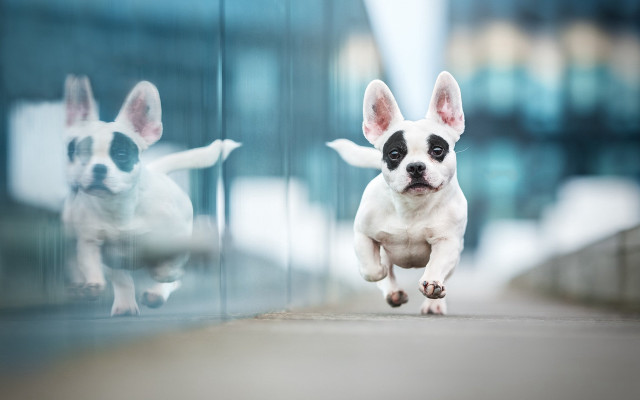 Small dog reflection glass wall free wallpaper for desktop - medium preview image