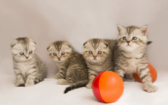 Kittens frisbee animals realistic shiba free wallpaper for desktop - medium preview image