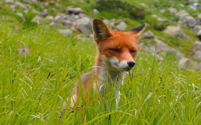 Fox grass rocks hill blurry free wallpaper for desktop - medium preview image