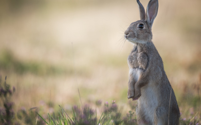 Rabbit flower field tiltshift animal free wallpaper for desktop - medium preview image