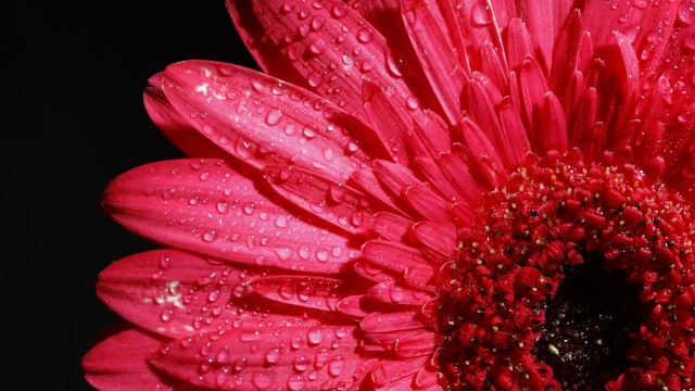 Pink flower water droplets black free wallpaper for desktop - medium preview image