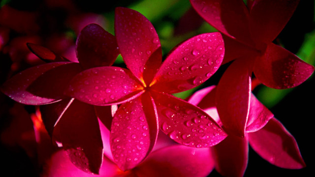 Close up flower water droplets #2 free wallpaper for desktop - medium preview image