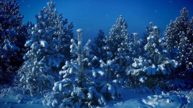 Snowy forest night starry sky free wallpaper for desktop - medium preview image