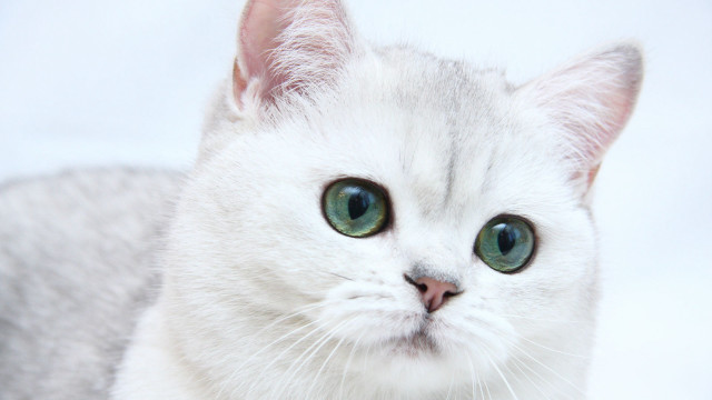 White cat green eyes looking free wallpaper for desktop - medium preview image