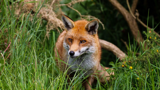Red fox tall grass curious free wallpaper for desktop - medium preview image