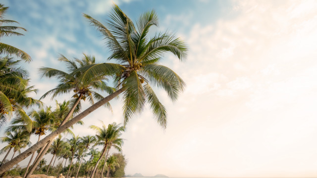 Palm beach sky clouds nature free wallpaper for desktop - medium preview image