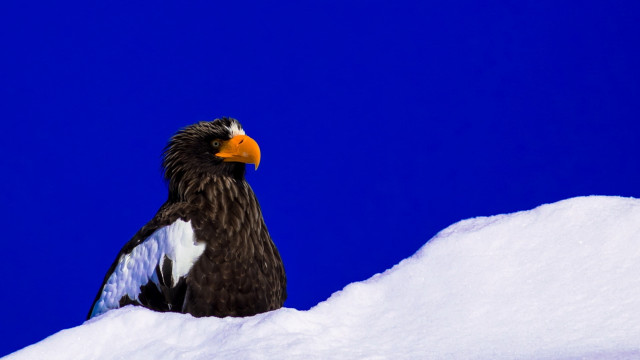 Bird on snow blue sky free wallpaper for desktop - medium preview image