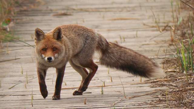 Fox woods path furry art free wallpaper for desktop - medium preview image