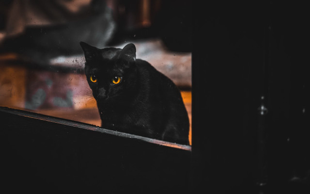 Black cat window sill glowing free wallpaper for desktop - medium preview image