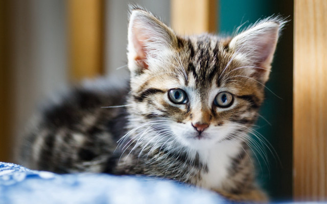 Kitten blue eyes sad on free wallpaper for desktop - medium preview image