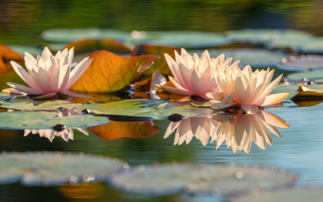Pink flowers lake lilies impressionist free wallpaper for desktop - medium preview image