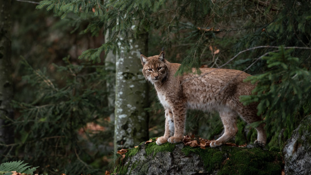 Lynx rock forest leaves wildlife free wallpaper for desktop - medium preview image